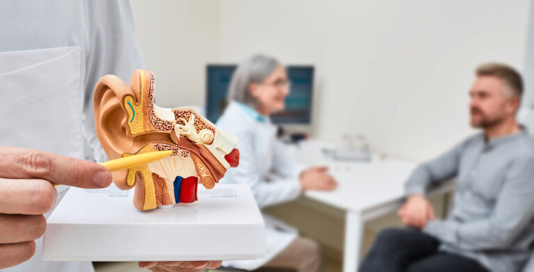 Anatomical Model Of Human Ear In Doctor Hands, Close-up. Hearing